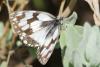 Melanargia lachesis